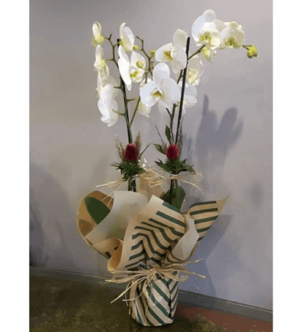 2 Dallı Beyaz Orkide
